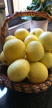 Once again, our grapefruit tree is providing us with loads of vitamins